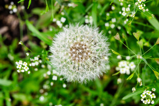 Close-up of a fluffy dandelion seed head