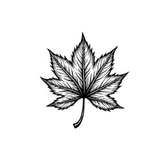 Elegant monochrome maple leaf illustration with intricate linework on white background