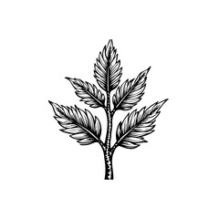 Botanical Illustration: Intricate Leaf Branch with Detailed Veins in Black and White