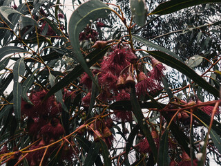 Tree foliage and flowers