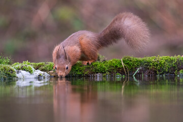 Red Squirrel, Sciurus vulgaris, drinking from a pool, Dumfries & Galloway, Scotland