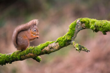 Red Squirrel, Sciurus vulgaris, on a tree branch, Dumfries & Galloway, Scotland