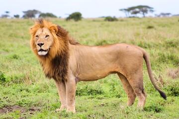 Majestic lion standing in the savanna