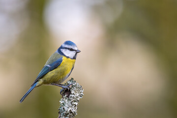 Blue Tit, Cyanistes caeruleus, Dumfries & Galloway, Scotland