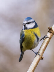 Blue Tit, Cyanistes caeruleus, Dumfries & Galloway, Scotland