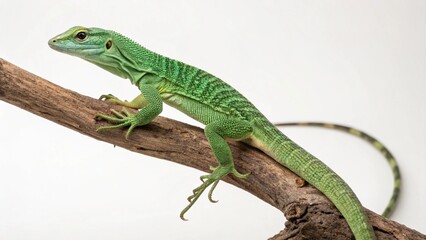 Fototapeta premium Emerald Tree Monitor on studio background