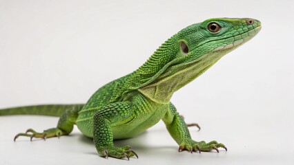 Fototapeta premium Emerald Tree Monitor on studio background