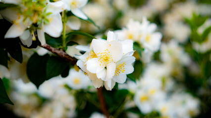 White Jasmine Flower in Bloom with Soft Background 