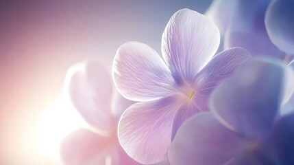 Fototapeta premium Closeup Pastel Purple Flower Blossom Macro Photography