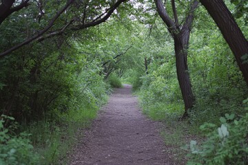 Fototapeta premium Walking along a summer forest trail surrounded by lush greenery and tall trees, Walking through the forest in summer, view looking up