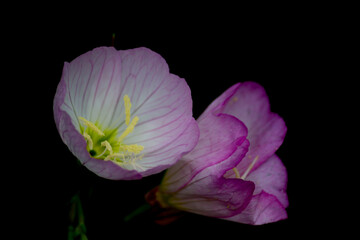 花のクローズアップ