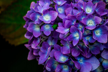 アジサイのクローズアップ