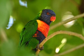 Naklejka premium rainbow lorikeet on a branch