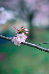ピンクの桜