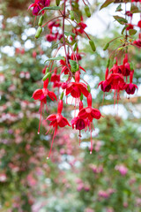 Beautiful red fuchsia flowers in the garden.