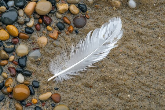 Delicate white feather resting on wet sand among small colorful pebbles by the shoreline, White feather on wet sand with small pebbles