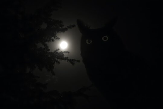 Night watch black cat near moon - Powered by Adobe