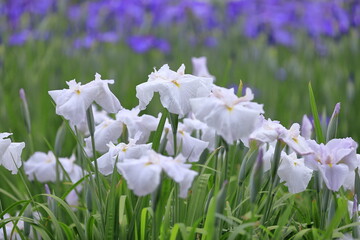 菖蒲園の菖蒲たち