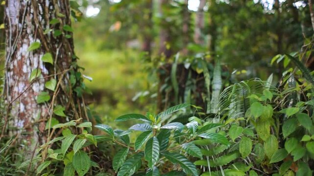 Old tree trunk wrapped in parasitic roots surrounded by dense green foliage in a lush forest during daylight, capturing the raw beauty of tropical wilderness