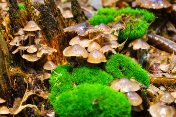 A large cluster of small mushrooms growing on fallen wood and vibrant moss creates a picturesque forest scene. This photo showcases the intricate ecosystem and rich textures of the forest floor.