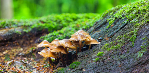 A cluster of woodland mushrooms grows on a moss-covered log, showcasing natural beauty and biodiversity. Their earthy tones blend harmoniously with the green backdrop.