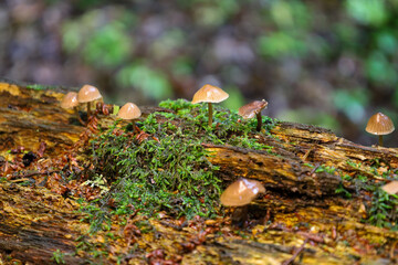 These small mushrooms emerge from vibrant green moss covering a fallen log, creating a picturesque...