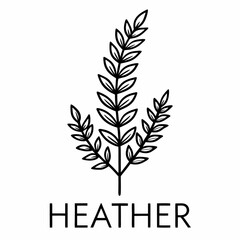 Heather Bloom Flower Botanical Drawing Line Art Vector Illustration
