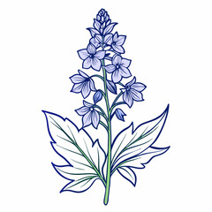 Delphinium Bloom Flower Botanical Drawing Line Art Vector Illustration