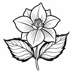 Hellebore Bloom Flower Botanical Drawing Line Art Vector Illustration