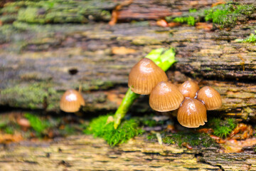This macro photograph showcases a colony of small mushrooms with brown, glossy caps, growing on...
