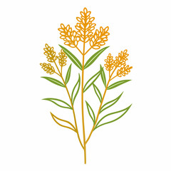 Goldenrod Bloom Flower Botanical Drawing Line Art Vector Illustration