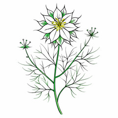 Love In A Mist Bloom Flower Botanical Drawing Line Art Vector Illustration