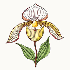 Lady S Slipper Bloom Flower Botanical Drawing Line Art Vector Illustration