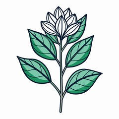 Milkweed Bloom Flower Botanical Drawing Line Art Vector Illustration