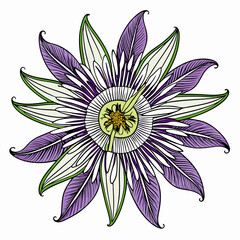 Passionflower Bloom Flower Botanical Drawing Line Art Vector Illustration