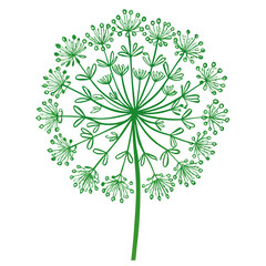 Queen Anne S Lace Bloom Flower Botanical Drawing Line Art Vector Illustration