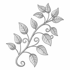 Silver Lace Vine Bloom Flower Botanical Drawing Line Art Vector Illustration