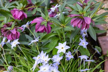 Beautifully blooming purple Christmas roses and ipheion uniflorum flowers in the spring garden.