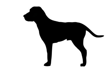 silhouette of a dog