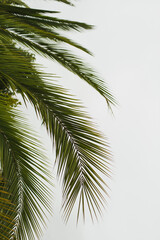 Fototapeta premium Close-Up of Palm Leaves Against a Neutral Background