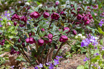 Purple hellebore flowers blooming in early spring garden.