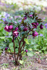 Purple hellebore flowers blooming in early spring garden.