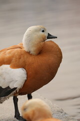 ogar, or a red duck near a pond