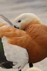 ogar, or a red duck near a pond