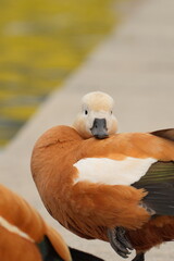ogar, or a red duck near a pond