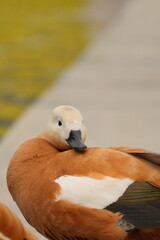ogar, or a red duck near a pond