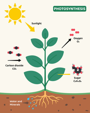 Illustrative diagram showing the process of photosynthesis in a plant. Includes sunlight, carbon dioxide, water, minerals, and the production of oxygen and sugar molecules. Ideal for education.