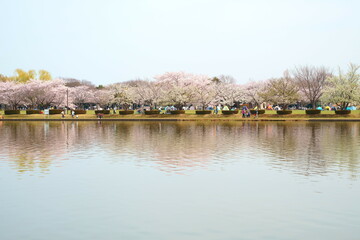 水元公園から臨む三郷公園の桜並木