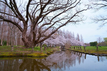 水元公園の水面と桜