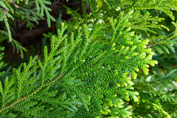 Close-up of beautiful hiba arborvitae leaves in forest park.